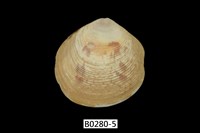 藏品(唱片簾蛤)的圖片